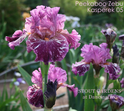 Iris Peekaboo Zebu