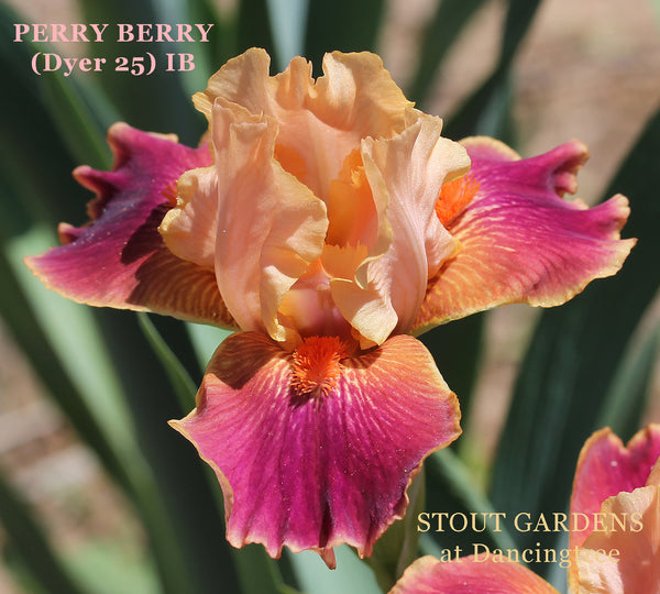 Iris Perry Berry