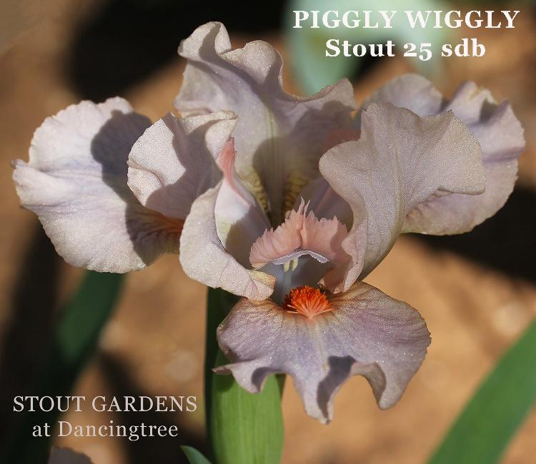 Iris Piggly Wiggly