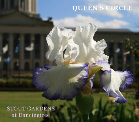 Iris Queen's Circle