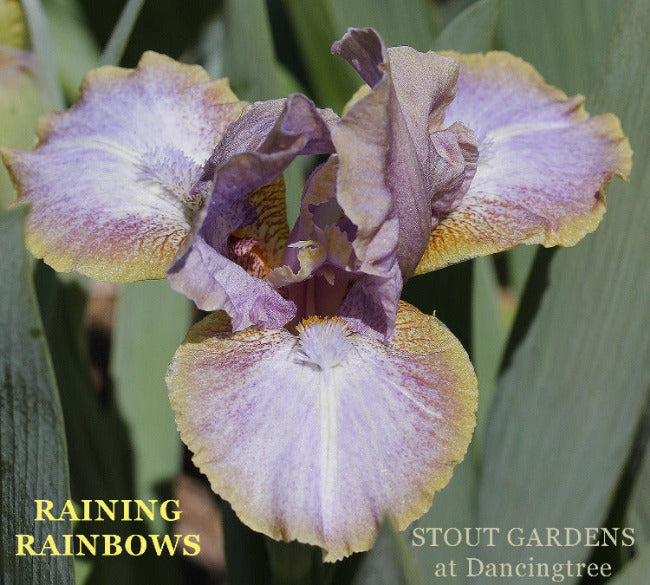 Iris Raining Rainbows