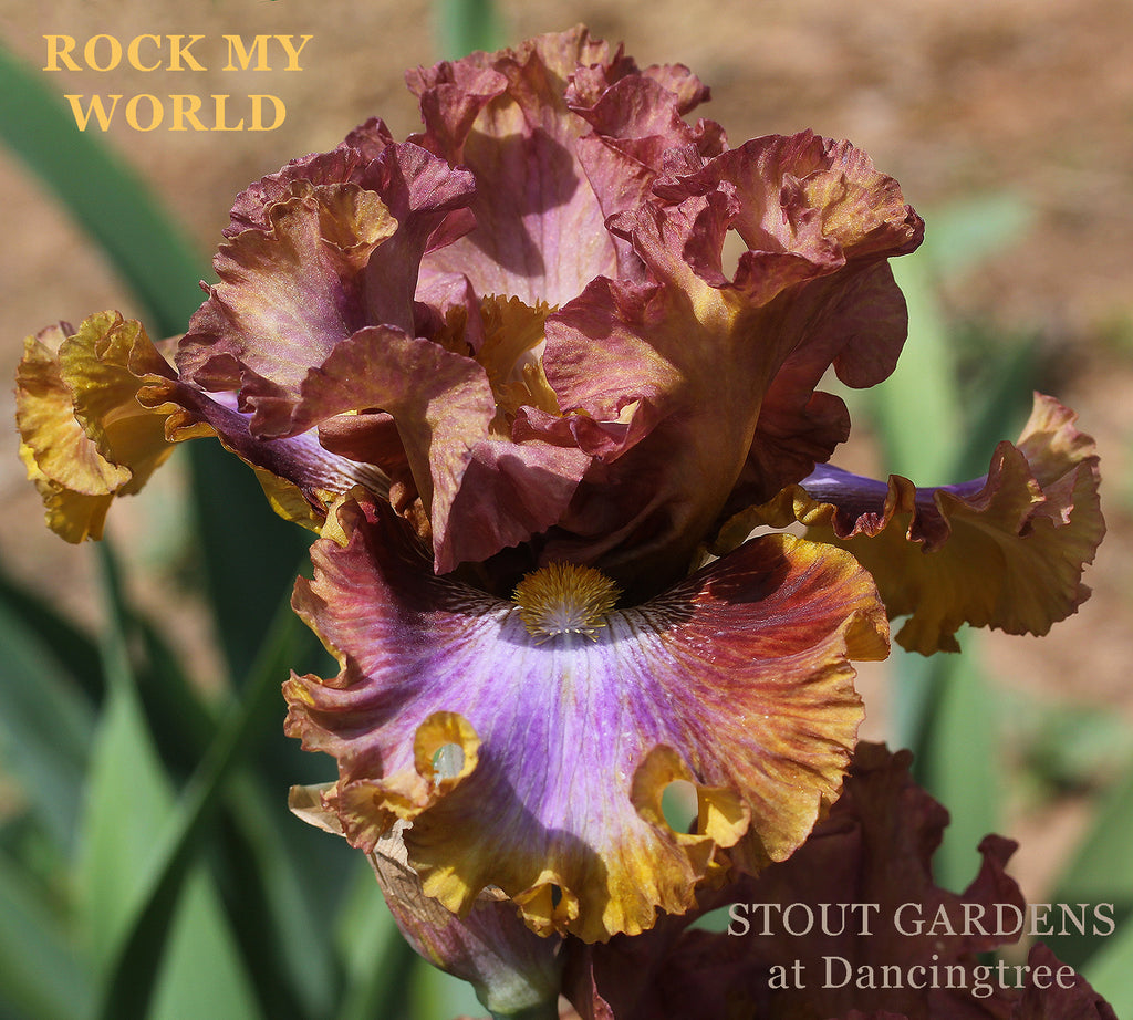 Iris Rock My World