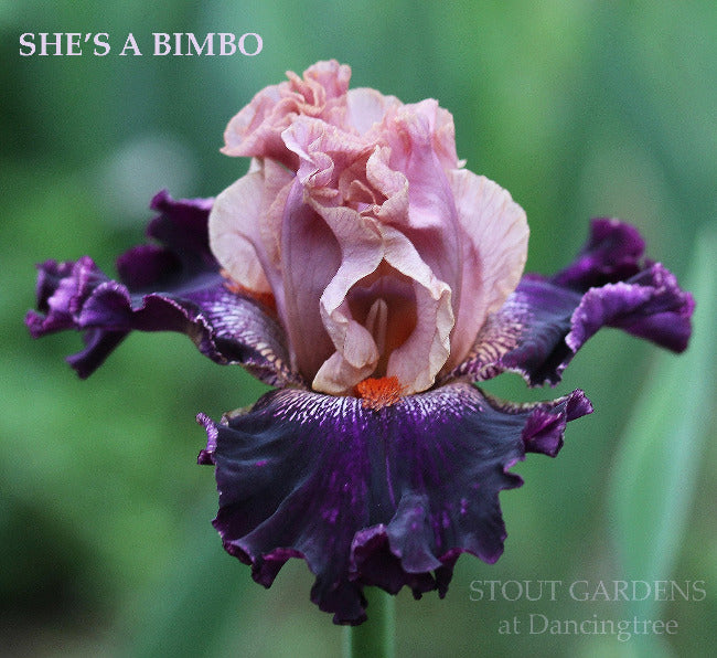 Iris She's A Bimbo