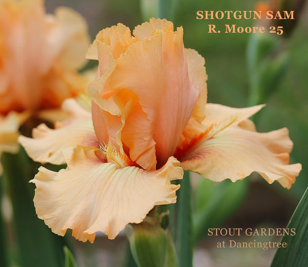 Iris Shotgum Sam