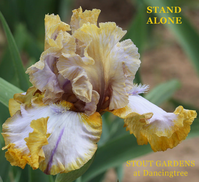 Iris Stand Alone