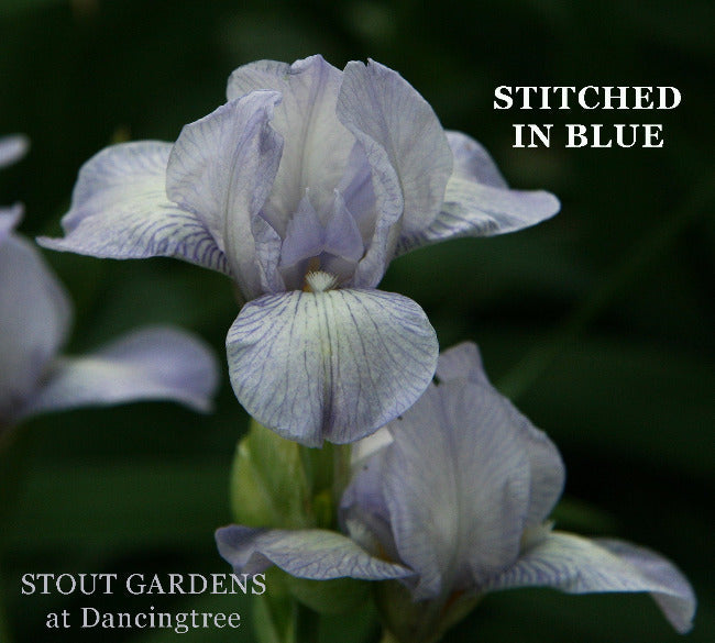 Iris Stitched In Blue