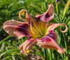 Daylily Storm Damage