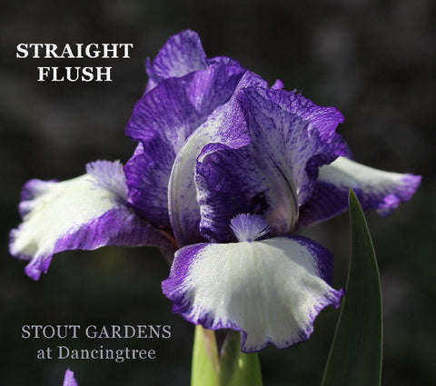 Iris Straight Flush