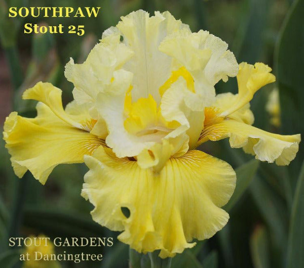 Iris Southpaw