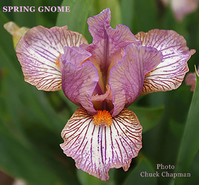 Iris Spring Gnome