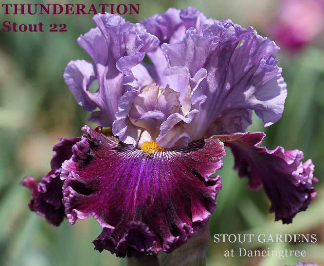 Iris Thunderation