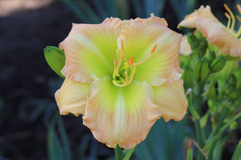 Daylily Tuscawilla Bill Reed