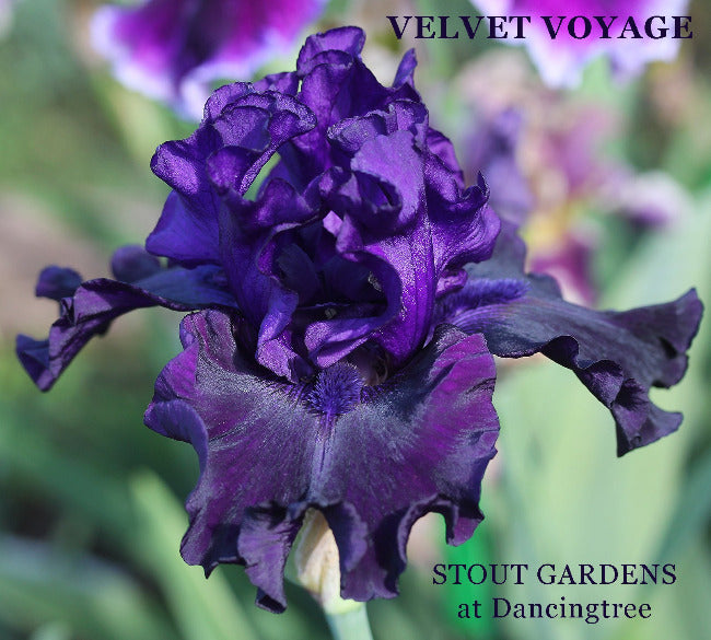 Iris Velvet Voyage