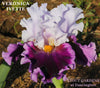 Iris Veronica Ivette