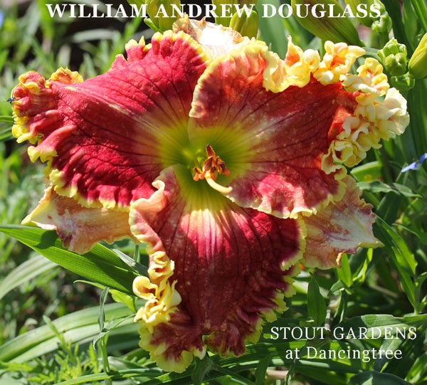 Daylily William Andrew Douglass