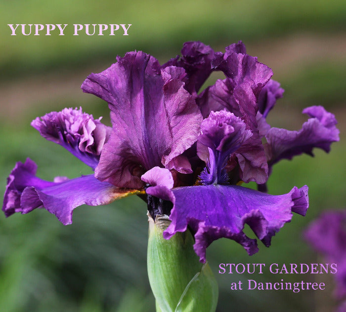 Iris Yuppy Puppy