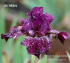 Iris Zumba