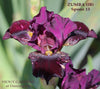 Iris Zumba