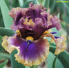 Iris Codswallop