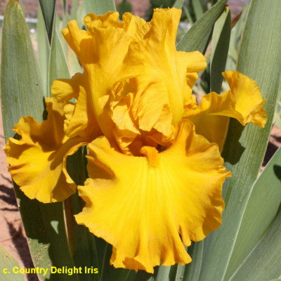 Iris Good As Gold