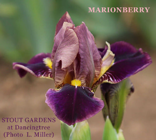 Iris Marionberry