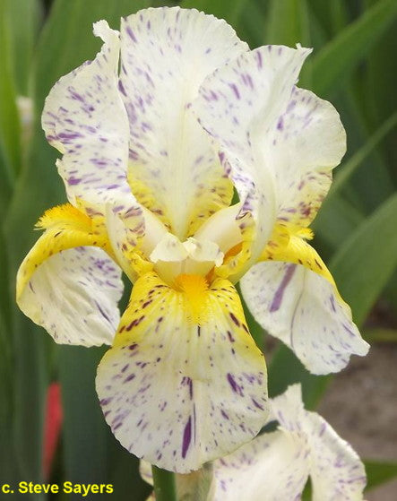 Iris Minnesota Mixed Up Kid