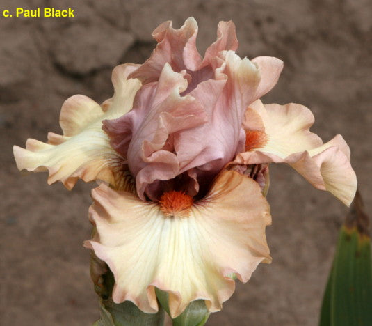 Iris Venus Blush