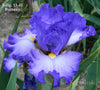 Iris Mystic Wind