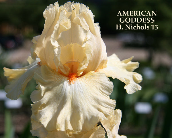 Iris American Goddess