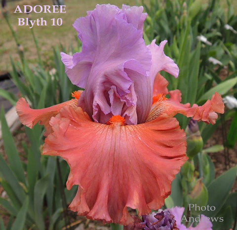 Iris Adoree