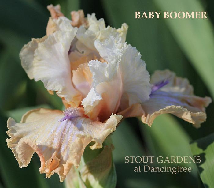 Iris Baby Boomer