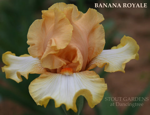 Iris Banana Royale