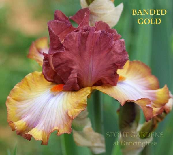 Iris Banded Gold