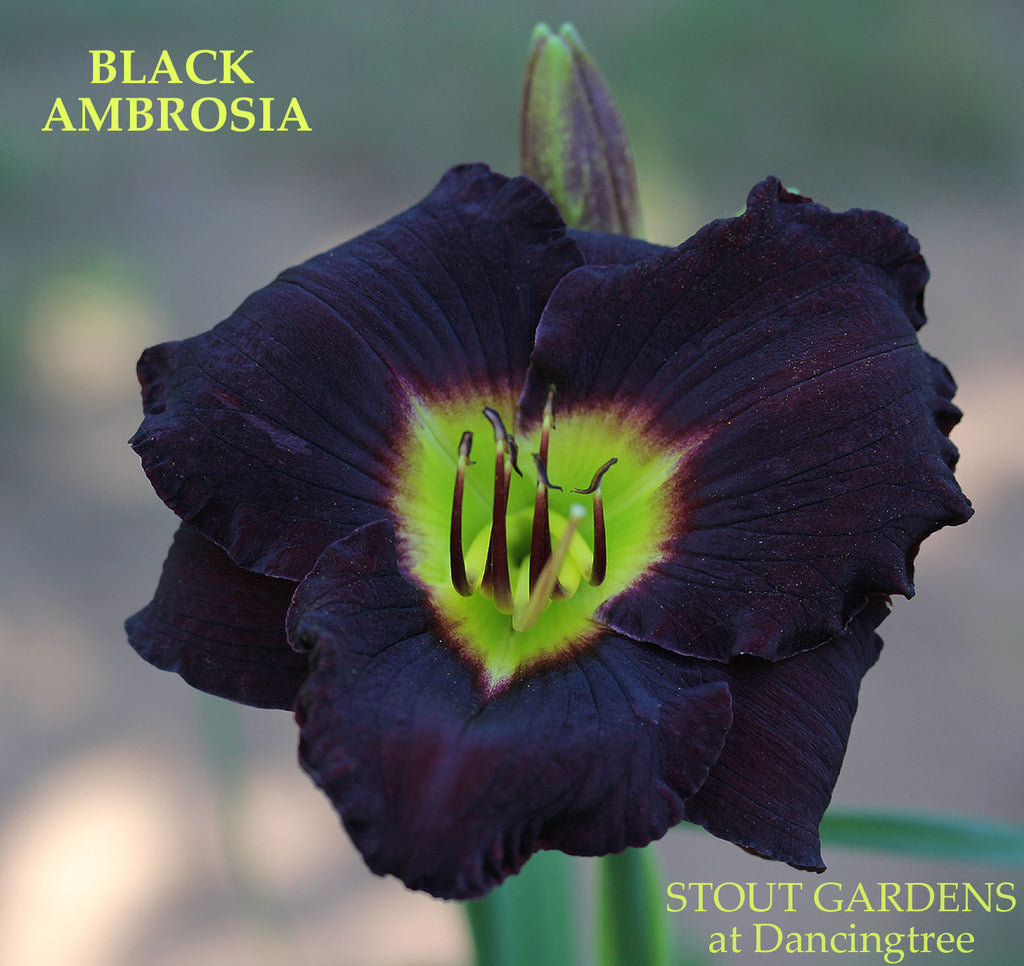 Daylily Black Ambrosia