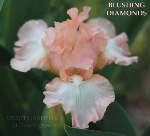 Iris Blushing Diamond