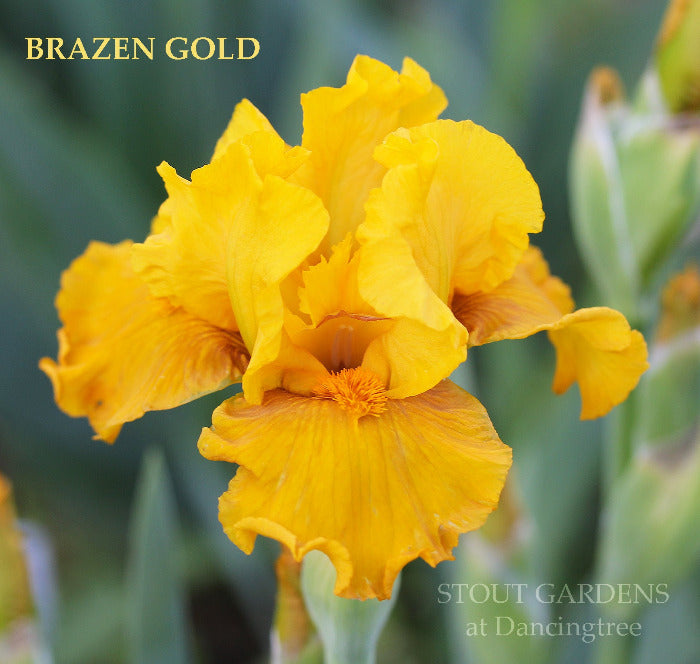 Iris Brazen Gold