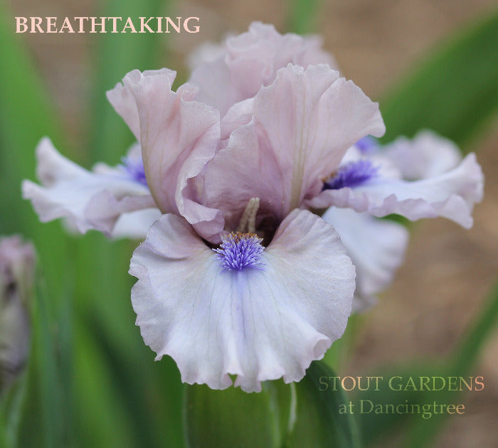 Iris Breathtaking