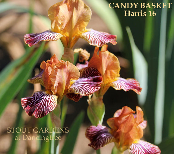Iris Candy Basket