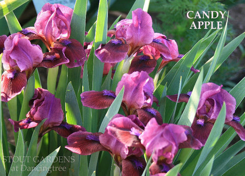 Iris Candy Apple