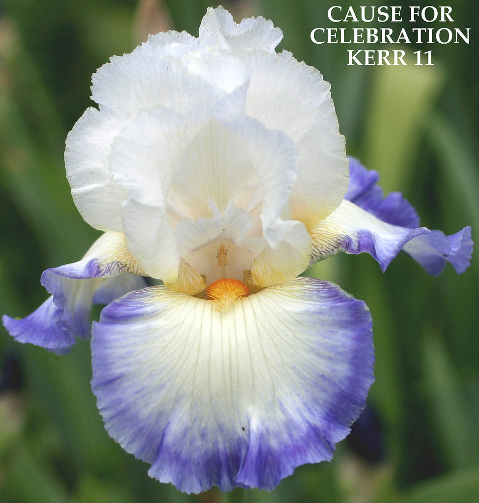 Iris Cause For Celebration