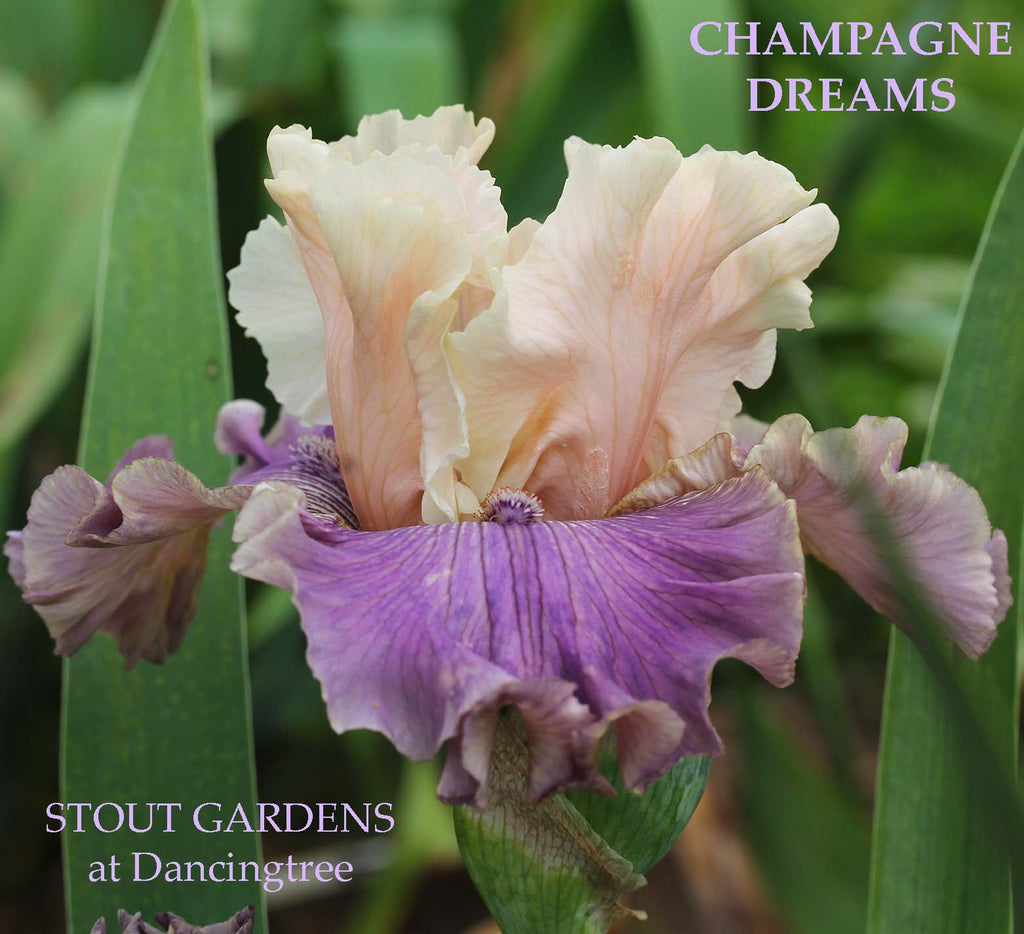 Iris Champagne Dream