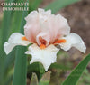 Iris Charmante Demoiselle