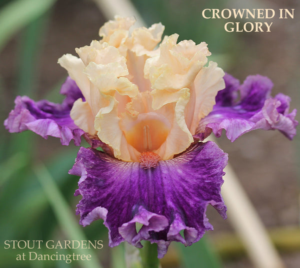 Iris Crowned In Glory