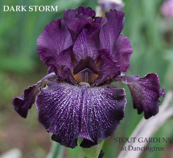 Iris Dark Storm