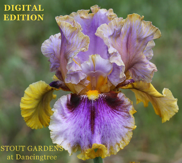 Iris Digital Edition