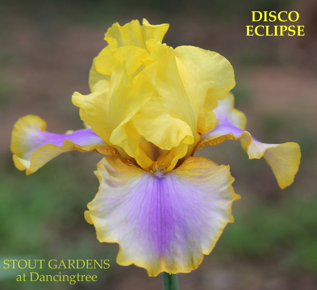 Iris Disco Eclipse