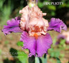 Iris Duplicity