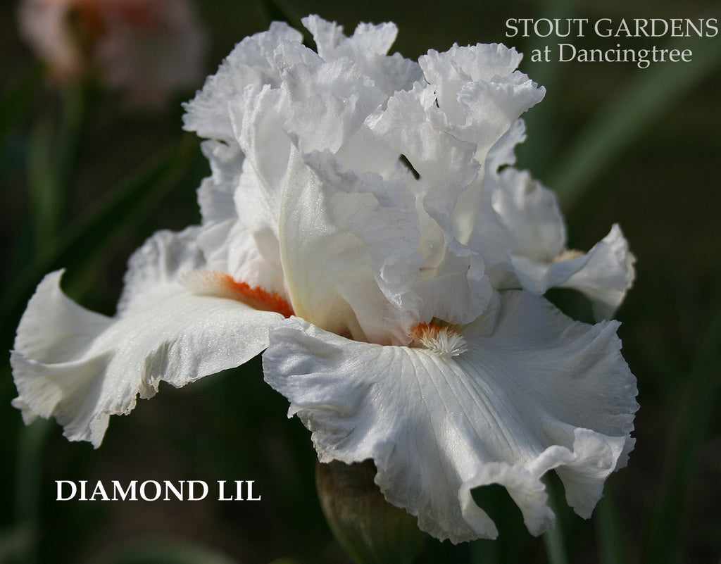 Iris Diamond Lil