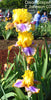 Iris Disco Eclipse