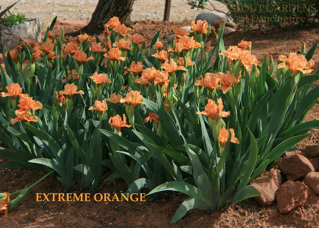 Iris EXTREME ORANGE